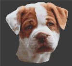 (image for) American Bulldog Puppy